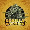 Gorilla Wedding (BSF Seeds x Zamnesia Seeds) feminizovaná