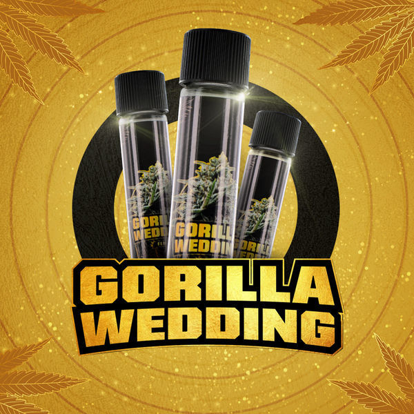 Gorilla Wedding (BSF Seeds x Zamnesia Seeds) feminizovaná