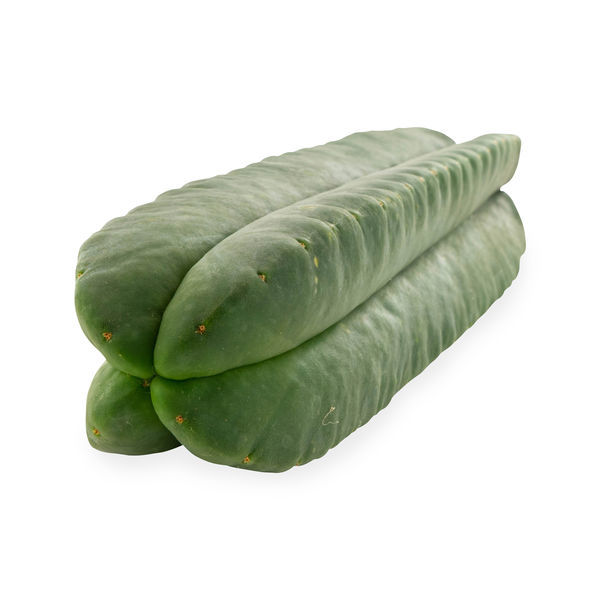 Super Pedro – 4 žebra (Echinopsis scopulicola)