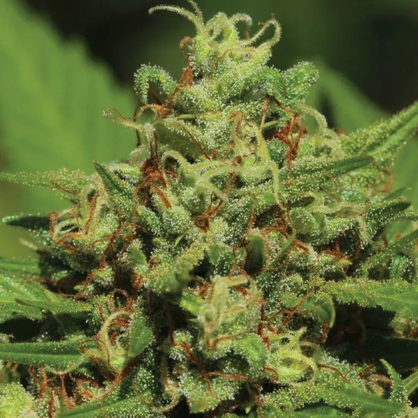 Emerald Fire OG Samonakvétací (Humboldt Seed Company) feminizovaná