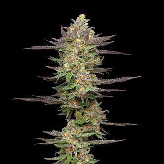 Mint Jelly Samonakv&eacute;tac&iacute; (Humboldt Seed Company) feminizovan&aacute;