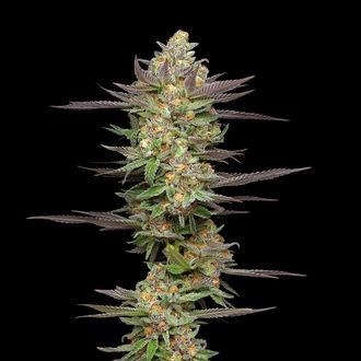 Mint Jelly Samonakv&eacute;tac&iacute; (Humboldt Seed Company) feminizovan&aacute;