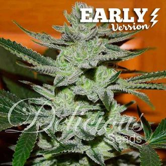 Unknown Kush - Early Version (Delicious Seeds) feminizovan&aacute;
