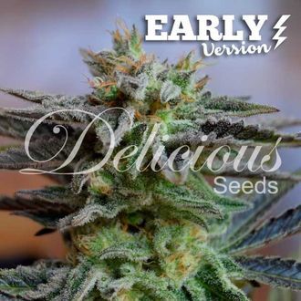 Sugar Black Rose - Early Version (Delicious Seeds) feminizovan&aacute;