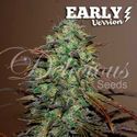 Eleven Roses - Early Version (Delicious Seeds) feminizovaná