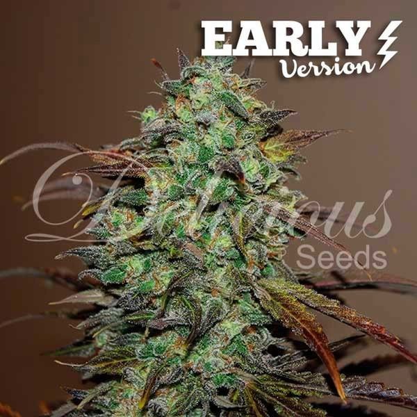 Eleven Roses - Early Version (Delicious Seeds) feminizovaná