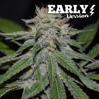 Critical Neville Haze - Early Version (Delicious Seeds) feminizovan&aacute;