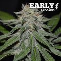 Critical Neville Haze - Early Version (Delicious Seeds) feminizovaná