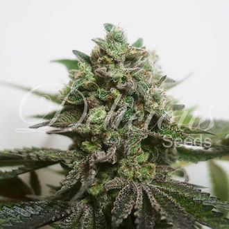 Delimed CBD Plus (Delicious Seeds) feminizovan&aacute;