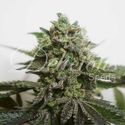 Delimed CBD Plus (Delicious Seeds) feminizovaná