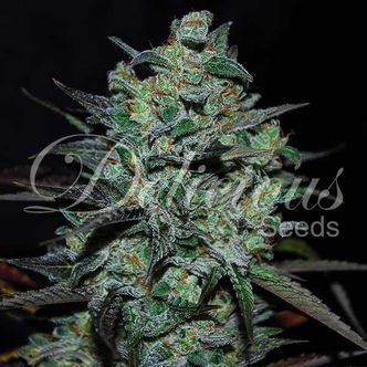 Northern Light Blue bez THC (Delicious Seeds) feminizovan&aacute;