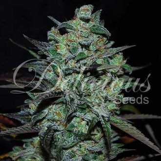 Northern Light Blue bez THC (Delicious Seeds) feminizovan&aacute;
