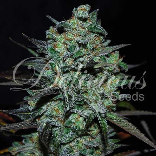 Northern Light Blue bez THC (Delicious Seeds) feminizovaná