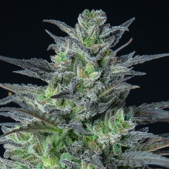 Auto Sleepy Joe (Anesia Seeds) feminizovan&aacute;