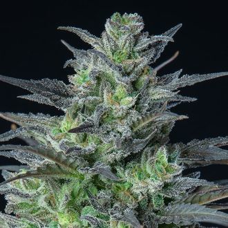 Auto Sleepy Joe (Anesia Seeds) feminizovan&aacute;
