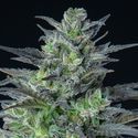 Auto Sleepy Joe (Anesia Seeds) feminizovaná