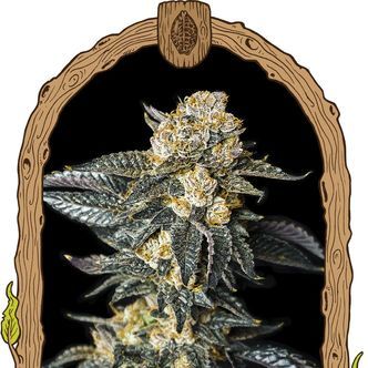 Zkittaberry Samonakv&eacute;tac&iacute; (Exotic Seed) feminizovan&aacute;