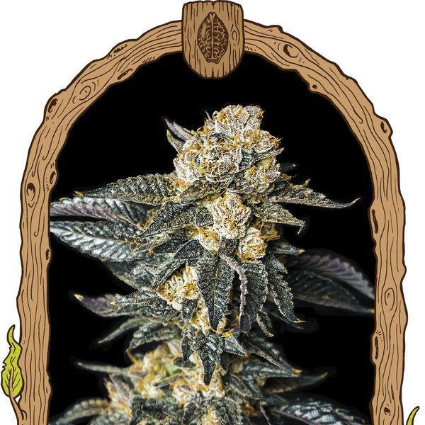 Zkittaberry Samonakvétací (Exotic Seed) feminizovaná
