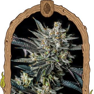 Jelly Bananen Samonakv&eacute;tac&iacute; (Exotic Seed) feminizovan&aacute;