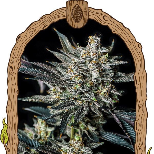 Jelly Bananen Samonakvétací (Exotic Seed) feminizovaná