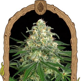 Z&Z Auto (Exotic Seed) feminizovan&aacute;