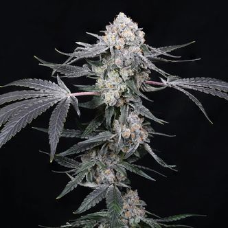 High Society (Compound Genetics) Feminizovan&aacute;