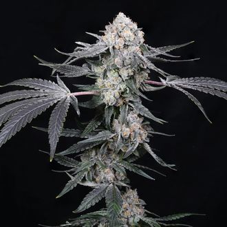 High Society (Compound Genetics) Feminizovan&aacute;