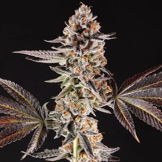 La Bomba (Compound Genetics) feminizovan&aacute;