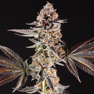 La Bomba (Compound Genetics) feminizovan&aacute;
