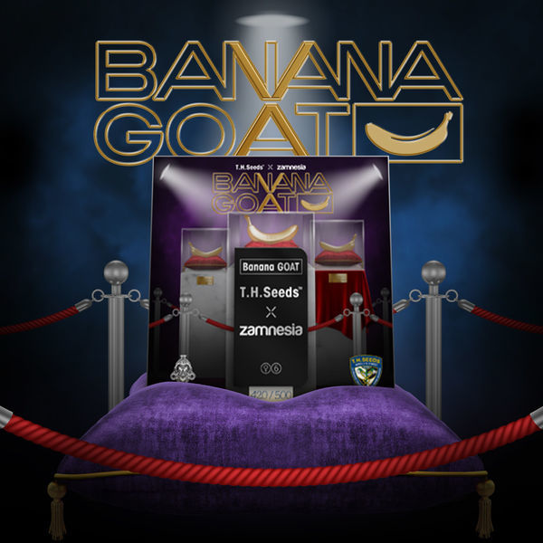 Banana GOAT (T.H. Seeds x Zamnesia Seeds) feminizovaná