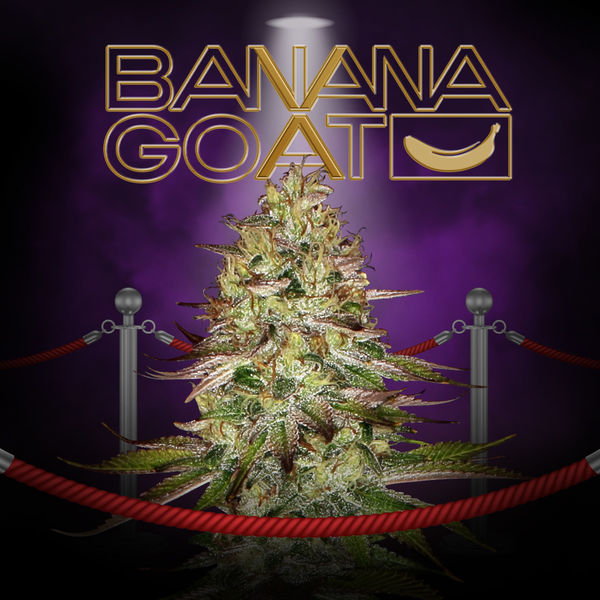 Banana GOAT (T.H. Seeds x Zamnesia Seeds) feminizovaná