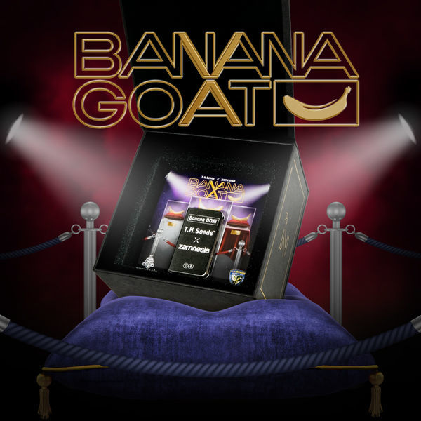 Banana GOAT (T.H. Seeds x Zamnesia Seeds) feminizovaná