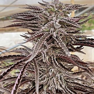 Fillmore Slim (Purple City Genetics) feminizovan&aacute;