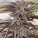 Fillmore Slim (Purple City Genetics) feminizovaná