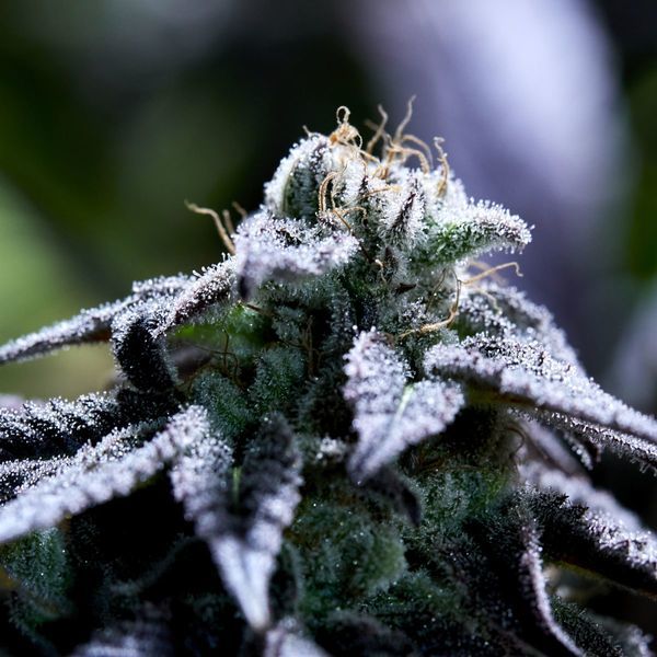 Bulletproof Wallet (Purple City Genetics) feminizovaná