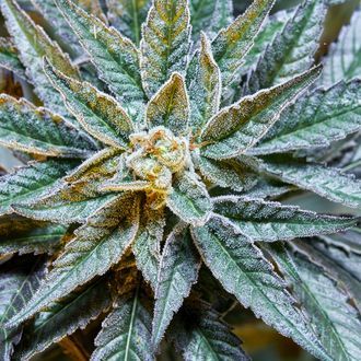 Gush Mints S1 (Purple City Genetics) feminizovan&aacute;