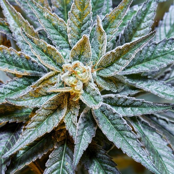 Gush Mints S1 (Purple City Genetics) feminizovaná