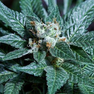 Platinum Bird (Purple City Genetics) feminizovan&aacute;