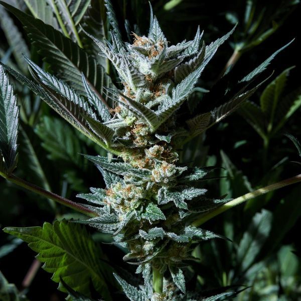 Velvet Lushers (Purple City Genetics) feminizovaná