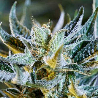 Afberry Samonakv&eacute;tac&iacute; (Purple City Genetics) feminizovan&aacute;