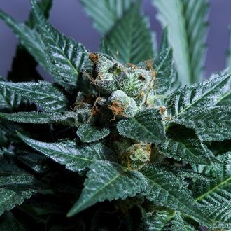 Acid Wash (Purple City Genetics) feminizovan&aacute;