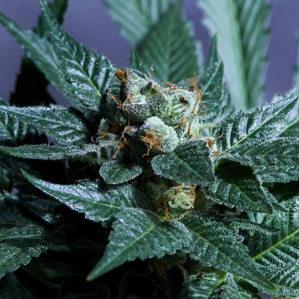 Acid Wash (Purple City Genetics) feminizovaná