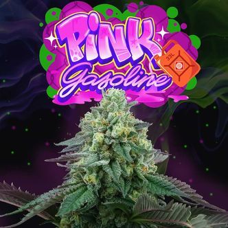 Pink Gasoline (Perfect Tree) feminizovan&aacute;