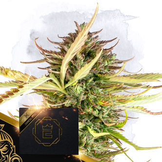 X (Zamnesia Seeds) Feminizovan&aacute;