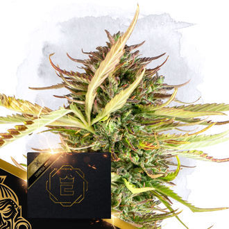 X (Zamnesia Seeds) Feminizovaná