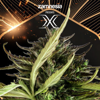 X (Zamnesia Seeds) Feminizovaná