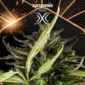 X (Zamnesia Seeds) Feminizovaná