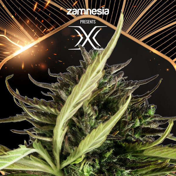 X (Zamnesia Seeds) Feminizovaná