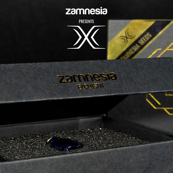 X (Zamnesia Seeds) Feminizovaná