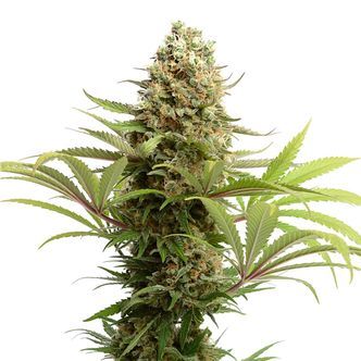 Banana Slush (Amsterdam Genetics) feminizovan&aacute;